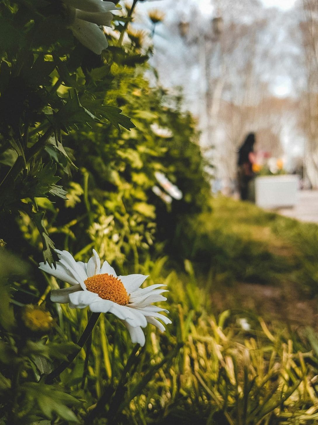 みどり庭園 8